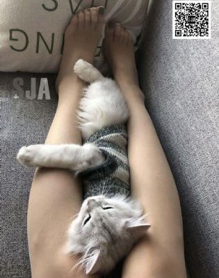 猛龙